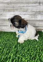 Bluey , a male Shih Tzu for sale in Redding, CA – 2 of 7