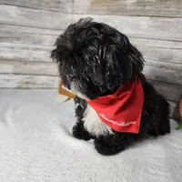 Tux, a male Shih Tzu for sale in Redding, CA – Photo 2 of 6