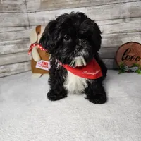 Tux, a male Shih Tzu for sale in Redding, CA – Photo 3 of 6