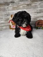 Tux, a male Shih Tzu for sale in Redding, CA – Photo 3 of 6