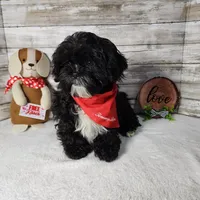 Tux, a male Shih Tzu for sale in Redding, CA – Photo 6 of 6