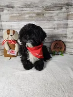 Tux, a male Shih Tzu for sale in Redding, CA – Photo 6 of 6