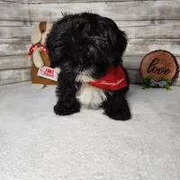 Tux, a male Shih Tzu for sale in Redding, CA – Photo 1 of 6