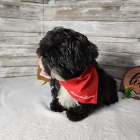 Tux, a male Shih Tzu for sale in Redding, CA – Photo 4 of 6