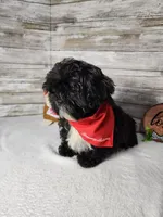 Tux, a male Shih Tzu for sale in Redding, CA – Photo 4 of 6