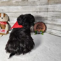 Tux, a male Shih Tzu for sale in Redding, CA – Photo 5 of 6