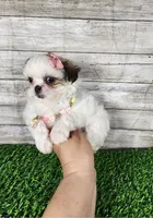 Luna, a female Mal Shi for sale in Redding, CA – 8 of 9