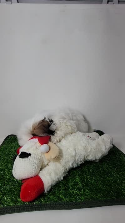 Bear, a male Mal Shi for sale in Redding, CA – 9 of 9