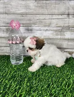 Luna, a female Mal Shi for sale in Redding, CA – 4 of 9