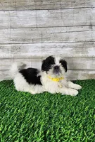 Yiyo, a male Shih Tzu for sale in Redding, CA – 1 of 5