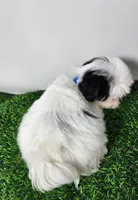 Bandit , a male Mal Shi for sale in Redding, CA – 9 of 9