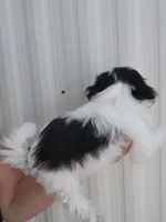 Tito, a male Shih Tzu for sale in Redding, CA – 5 of 6