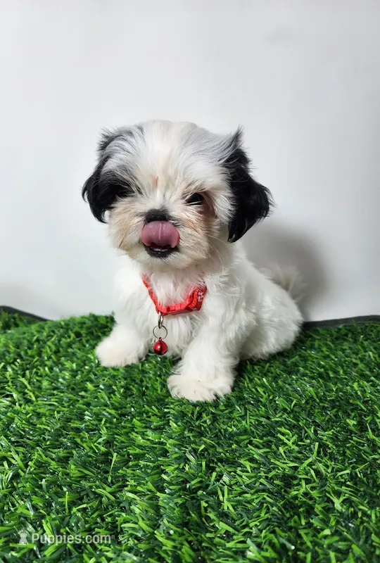 Tucker – Mal Shi puppy for sale in Redding, CA