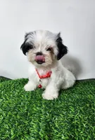 Tucker, a male Mal Shi for sale in Redding, CA – 1 of 8