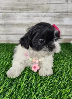 Pinky, a female Shih Tzu for sale in Redding, CA – 4 of 7