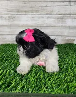 Pinky, a female Shih Tzu for sale in Redding, CA – 3 of 7
