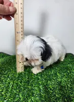 Bandit , a male Mal Shi for sale in Redding, CA – 5 of 9