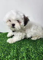 Bear, a male Mal Shi for sale in Redding, CA – 5 of 9