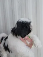 Gino, a male Shih Tzu for sale in Redding, CA – 2 of 6