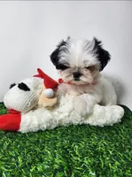 Tucker, a male Mal Shi for sale in Redding, CA – 5 of 8