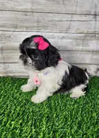 Pinky, a female Shih Tzu for sale in Redding, CA – 1 of 7
