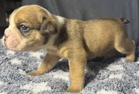 Lafayette , a male English Bulldog for sale in Ypsilanti, MI – 4 of 4