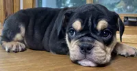 Aaron Burr, a male English Bulldog for sale in Ypsilanti, MI – 3 of 10