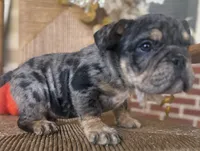 Vince Gill, a male English Bulldog for sale in Ypsilanti, MI – 5 of 7