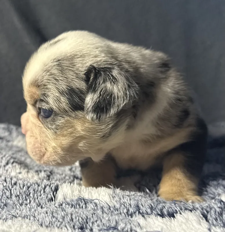 Peggy Skylar  – English Bulldog puppy for sale in Ypsilanti, MI