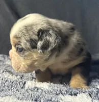 Peggy Skylar , a female English Bulldog for sale in Ypsilanti, MI – 3 of 6