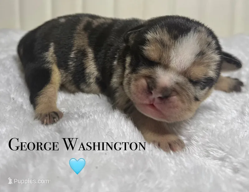 George Washington – English Bulldog puppy for sale in Ypsilanti, MI
