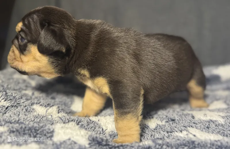 Aaron Burr – English Bulldog puppy for sale in Ypsilanti, MI
