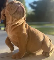 Alan Jackson, a male English Bulldog for sale in Ypsilanti, MI – 3 of 8