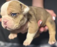 Thomas Jefferson , a male English Bulldog for sale in Ypsilanti, MI – 3 of 4