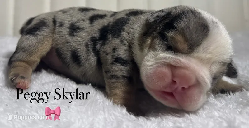 Peggy Skylar  – English Bulldog puppy for sale in Ypsilanti, MI
