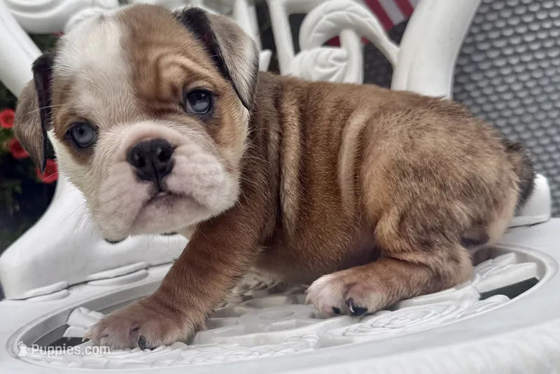 Angelica Skylar – English Bulldog puppy for sale in Ypsilanti, MI