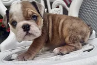 Angelica Skylar, a female English Bulldog for sale in Ypsilanti, MI – 1 of 6