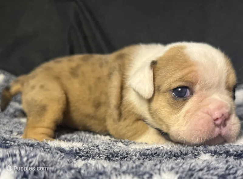 Thomas Jefferson  – English Bulldog puppy for sale in Ypsilanti, MI