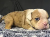 Thomas Jefferson , a male English Bulldog for sale in Ypsilanti, MI – 2 of 4