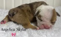 Angelica Skylar, a female English Bulldog for sale in Ypsilanti, MI – 1 of 1