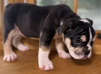 Alexander Hamilton, a male English Bulldog for sale in Ypsilanti, MI – 8 of 10