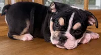 Alexander Hamilton, a male English Bulldog for sale in Ypsilanti, MI – 3 of 10