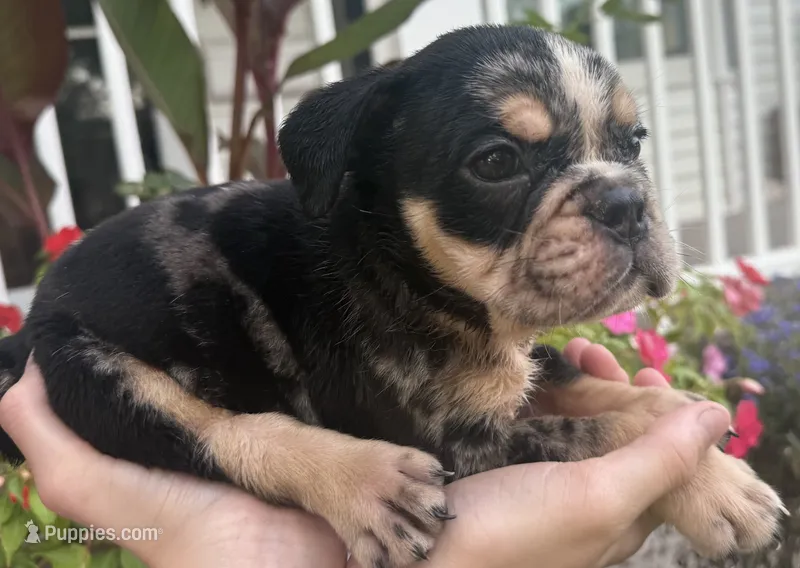 George Washington – English Bulldog puppy for sale in Ypsilanti, MI