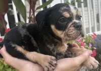 George Washington, a male English Bulldog for sale in Ypsilanti, MI – 1 of 5