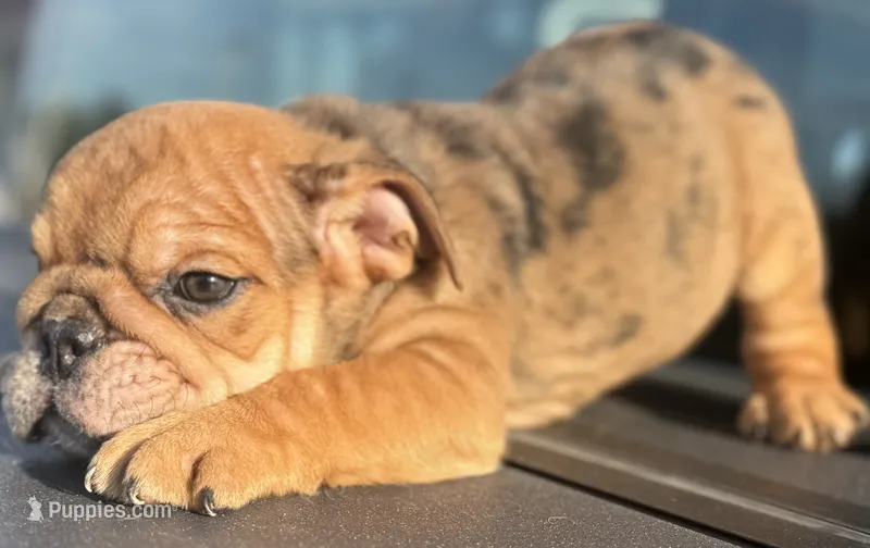 Kenny Chesney – English Bulldog puppy for sale in Ypsilanti, MI