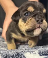 Aaron Burr, a male English Bulldog for sale in Ypsilanti, MI – 5 of 8