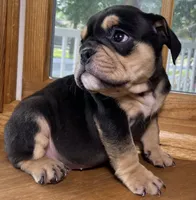 Aaron Burr, a male English Bulldog for sale in Ypsilanti, MI – 4 of 10