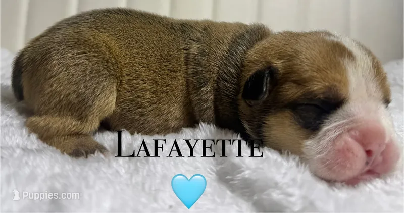 Lafayette  – English Bulldog puppy for sale in Ypsilanti, MI
