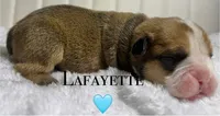 Lafayette , a male English Bulldog for sale in Ypsilanti, MI – 1 of 1