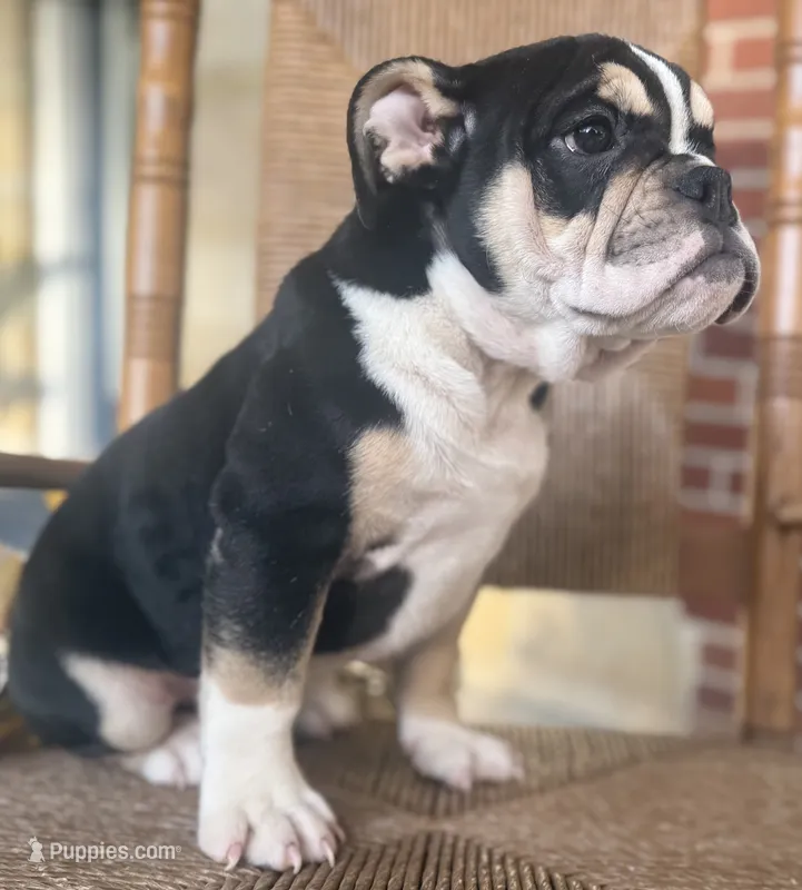 Alexander Hamilton – English Bulldog puppy for sale in Ypsilanti, MI